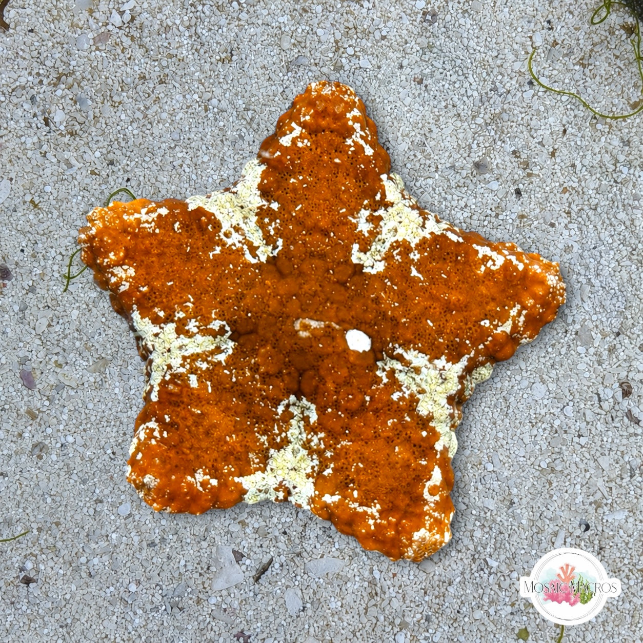Biscuit Starfish | Tosia sp.