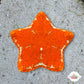 Biscuit Starfish | Tosia sp.