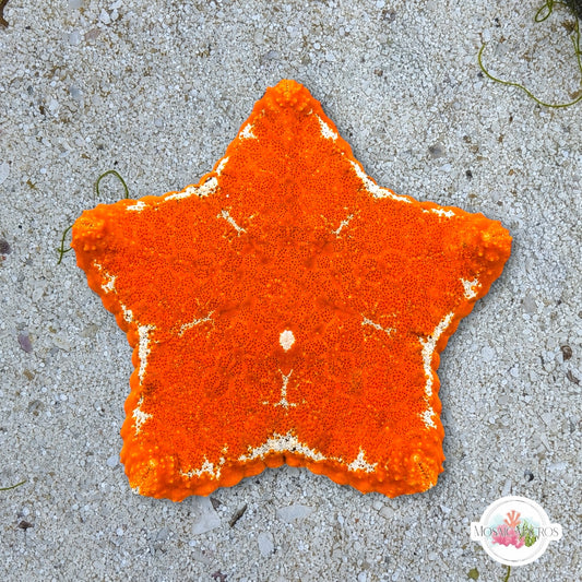 Biscuit Starfish | Tosia sp.