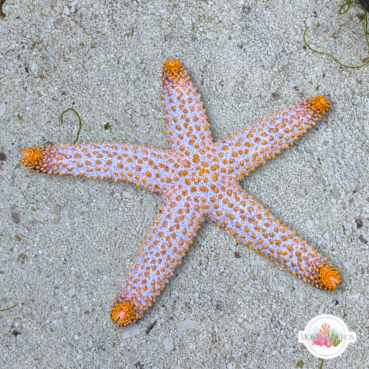 Indigo Ridge Reef Starfish | Echinaster spinulosus