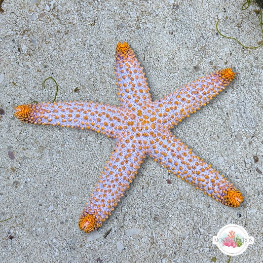 Indigo Ridge Reef Starfish | Echinaster spinulosus