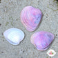 Caribbean Heart Cockle | Laevicardium sp.