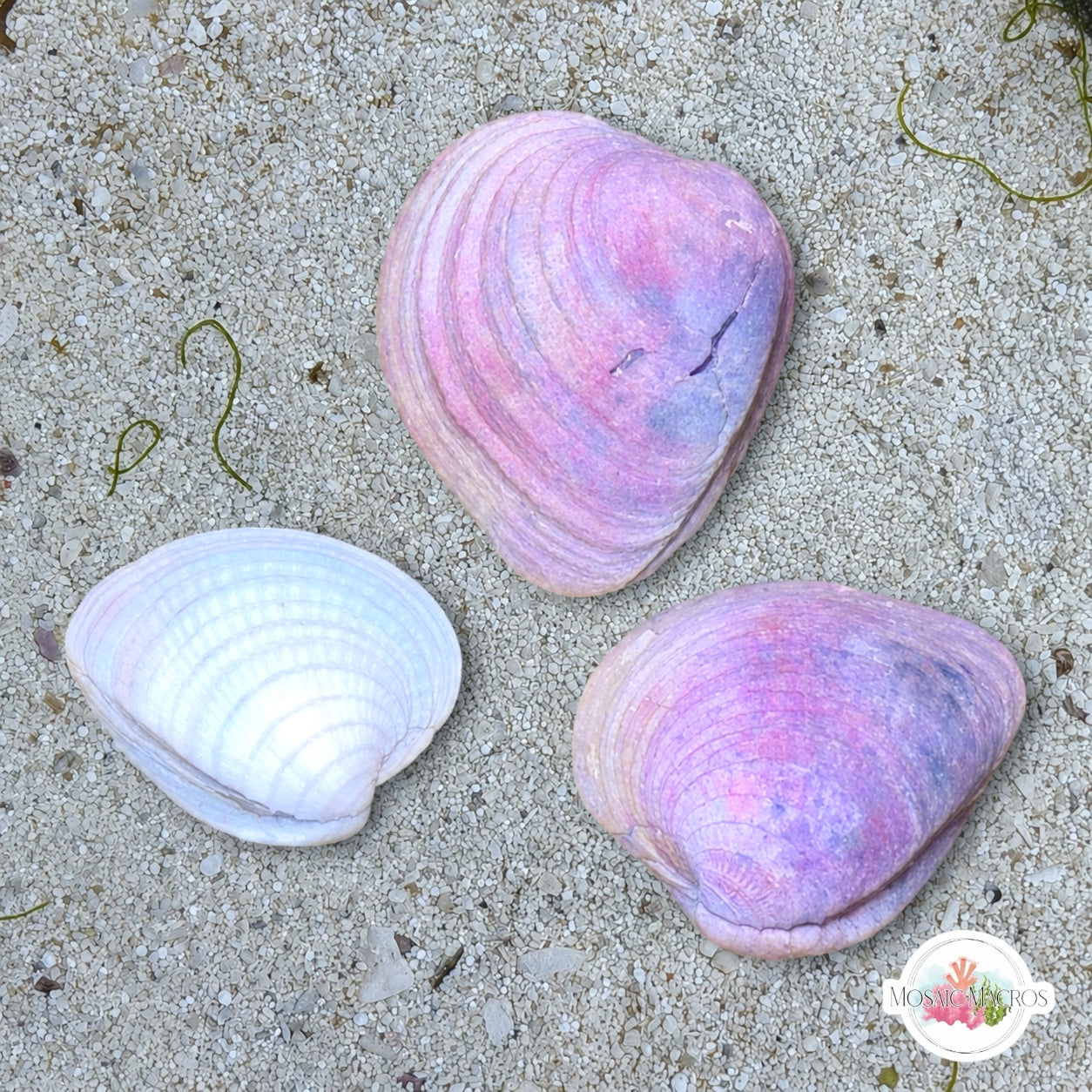 Caribbean Heart Cockle | Laevicardium sp.