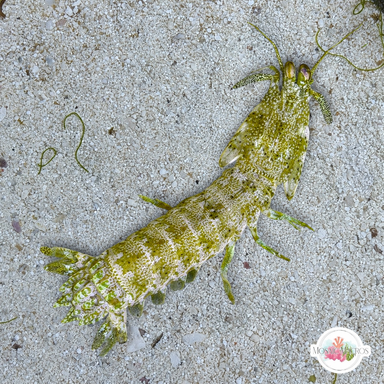 Swollenclaw Mantis Shrimp | Neogonodactylus oerstedii