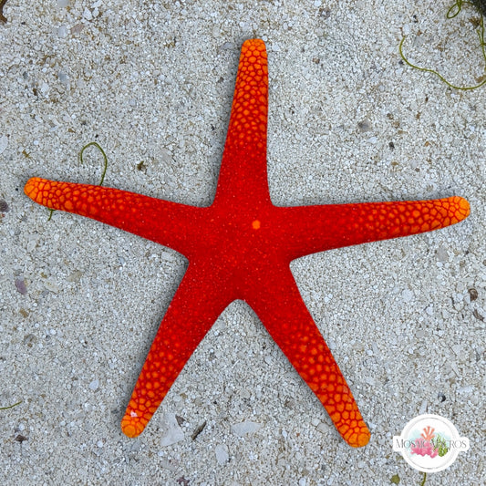 Pacific Yellow-Tip Starfish | Fromia pacifica