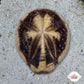 Longspine Heart Urchin | Maretia planulata