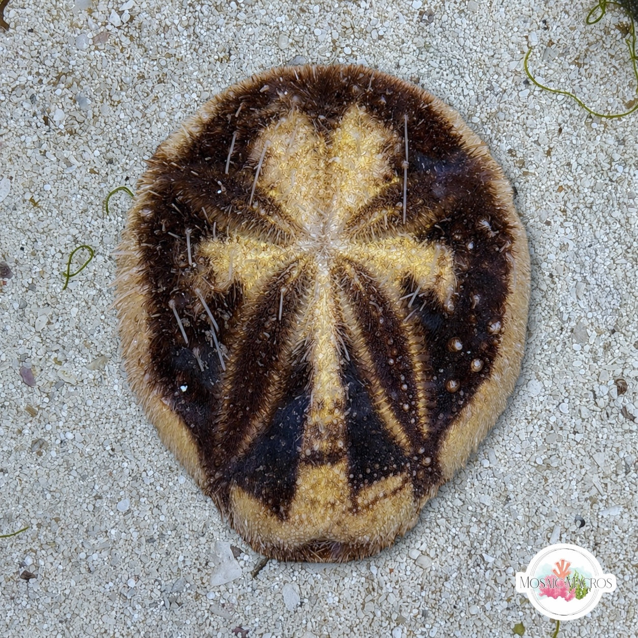 Longspine Heart Urchin | Maretia planulata