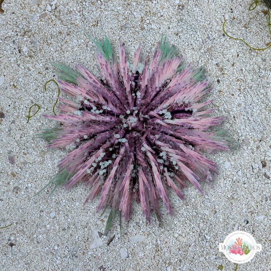 Pincushion Urchin | Lytechinus variegatus