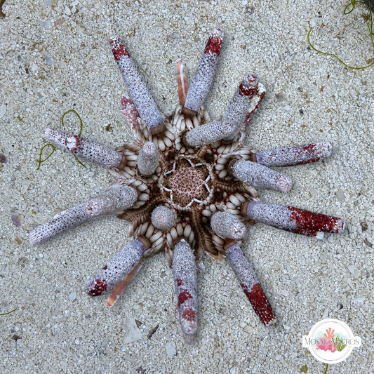 Slate Pencil Urchin | Eucidaris tribuloides