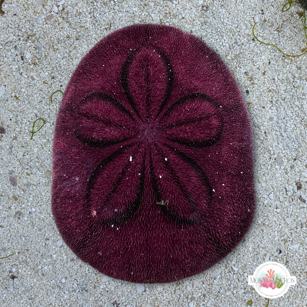 Biscuit Heart Urchin | Meoma ventricosa
