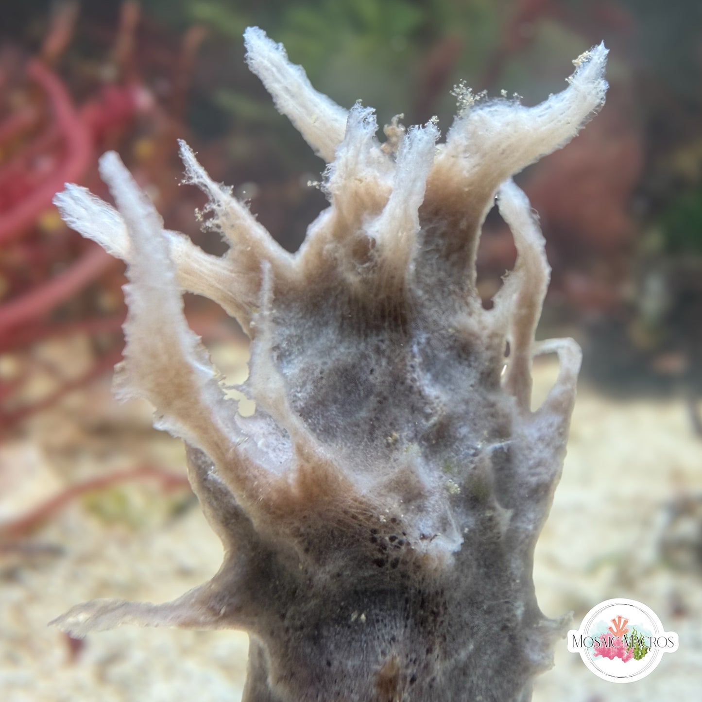 Gray Ghost Sponge | Haliclona sp.