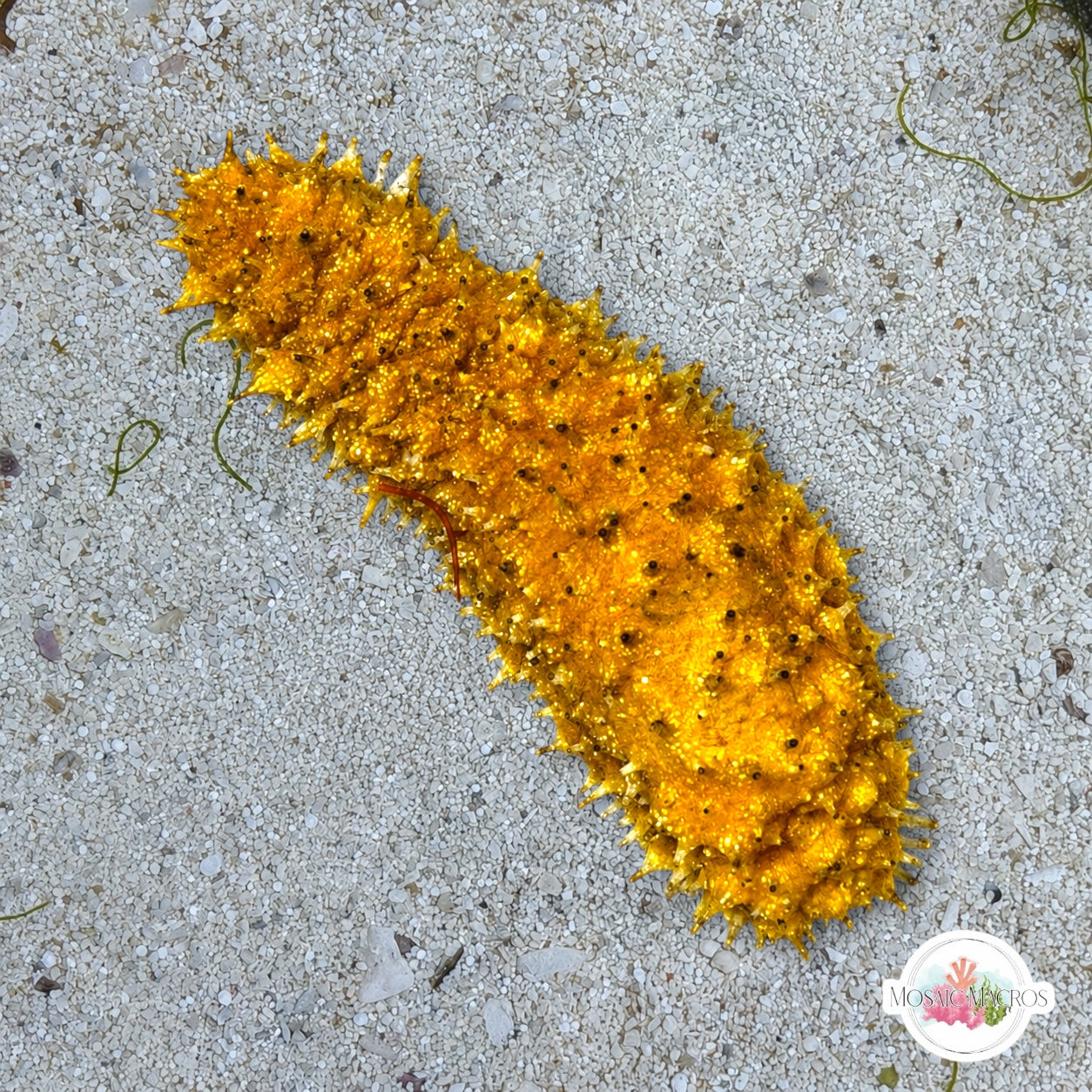 Yellow Florida Sea Cucumber | Holothuria floridana