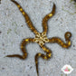 Blunt-Spined Brittle Star | Ophiocoma echinata