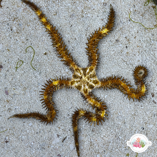 Blunt-Spined Brittle Star | Ophiocoma echinata