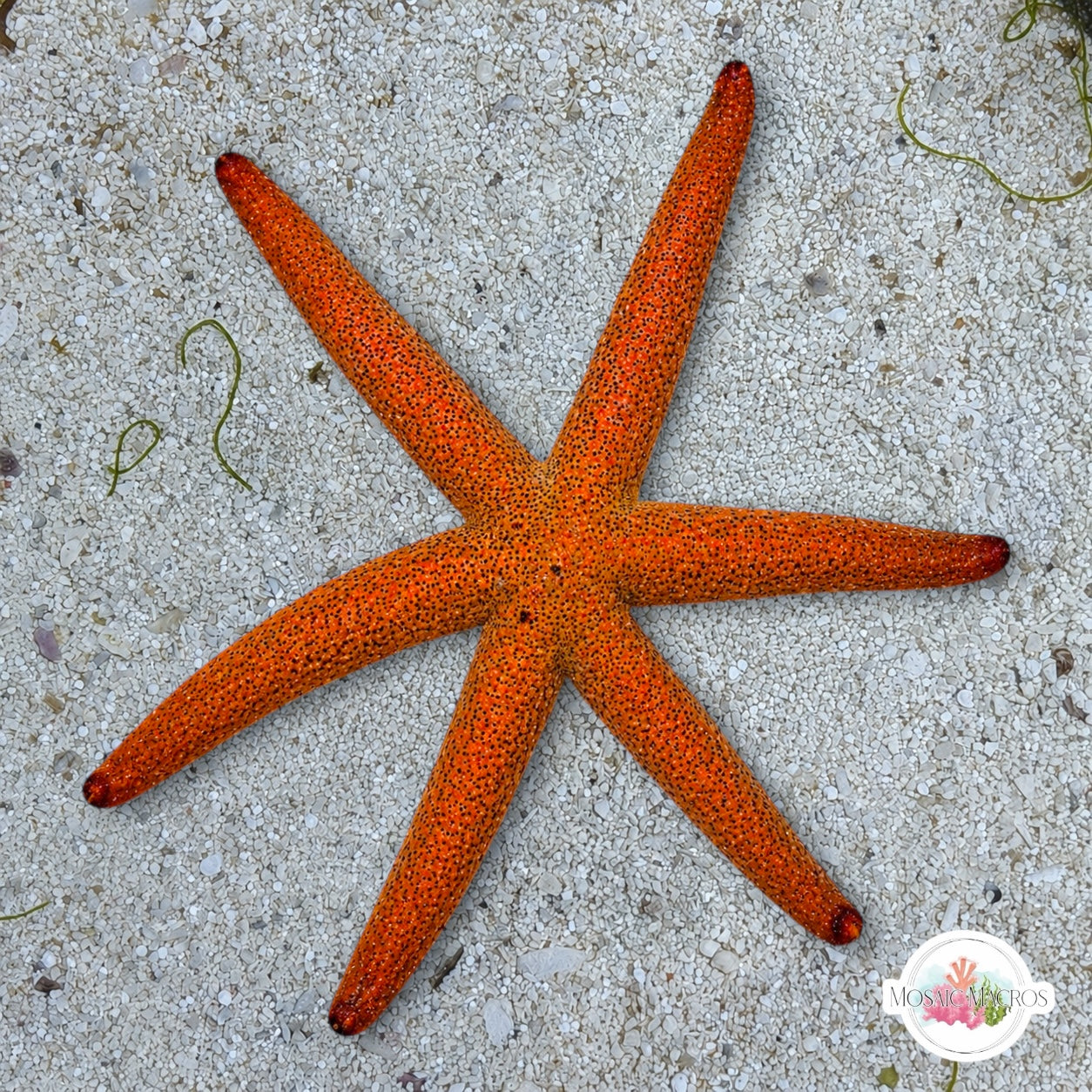6-Armed Luzon Starfish | Echinaster luzonicus