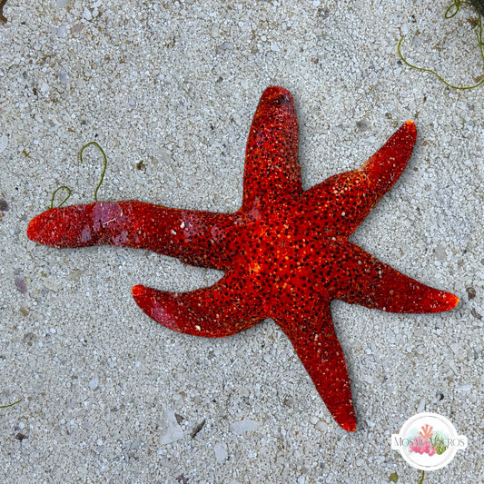 Orange Reef Starfish | Echinaster purpureus