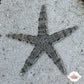 Sand-Sifting Starfish | Archaster typicus