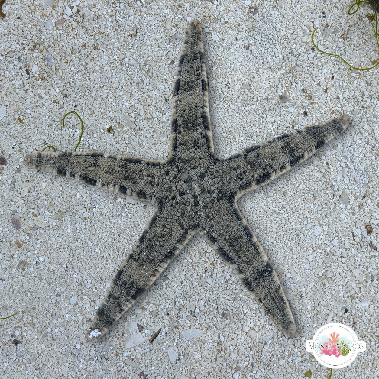 Sand-Sifting Starfish | Archaster typicus
