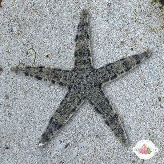 Sand-Sifting Starfish | Archaster typicus