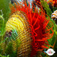 Flame Scallop | Ctenoides scaber