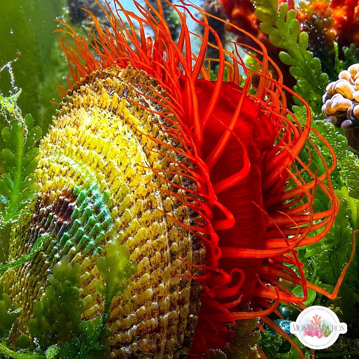 Flame Scallop | Ctenoides scaber