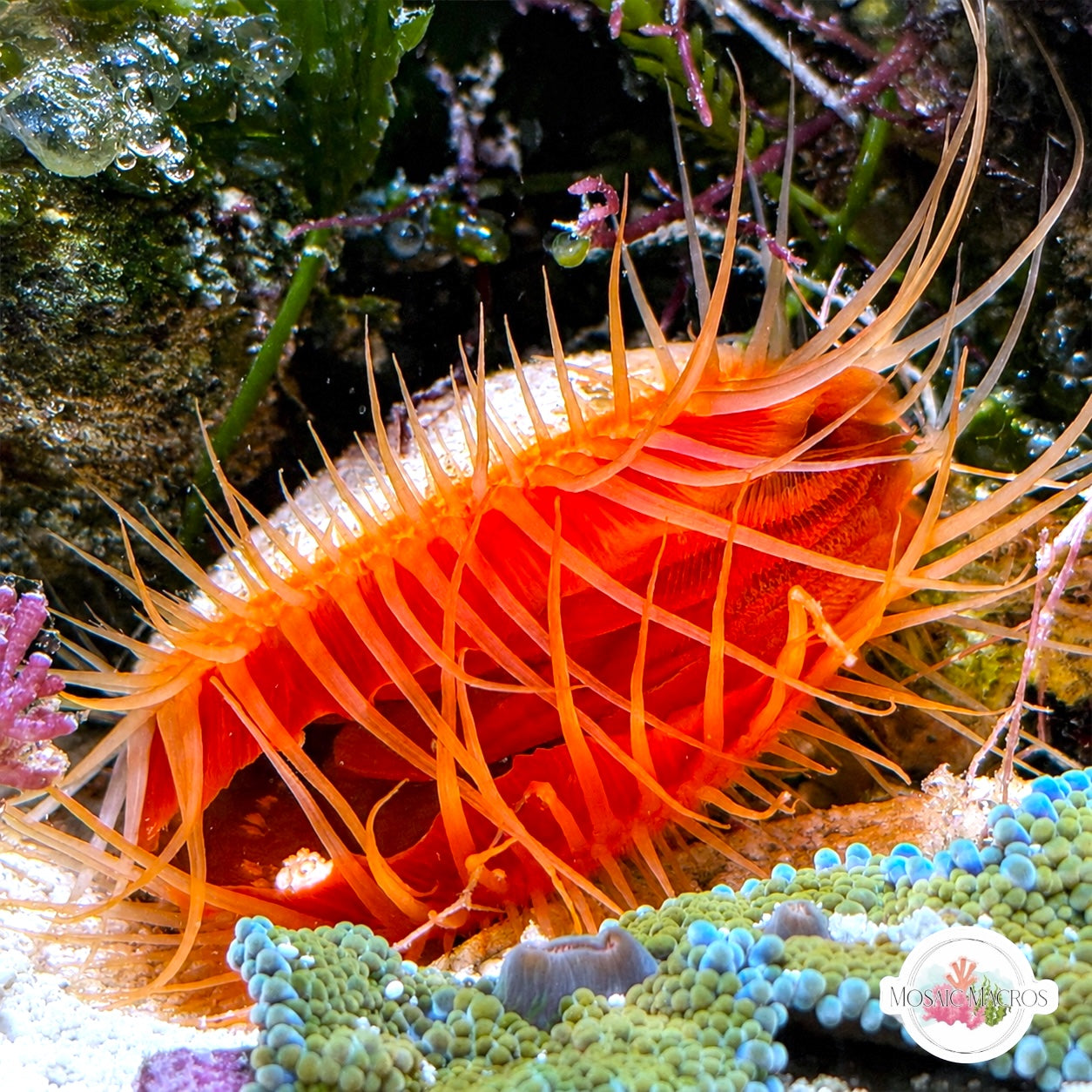 Flame Scallop | Ctenoides scaber