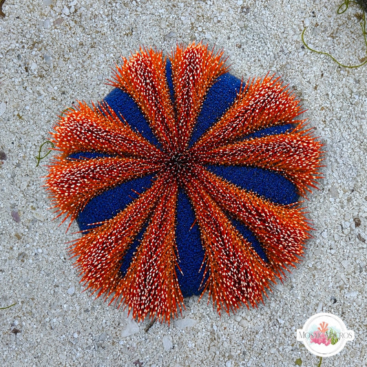 Tuxedo Urchin | Mespilia globulus