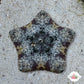 Biscuit Starfish | Tosia sp.