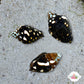 Lightning Dove Snail | Pictocolumbella ocellata