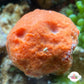 Orange Ball Sponge | Unknown sp.