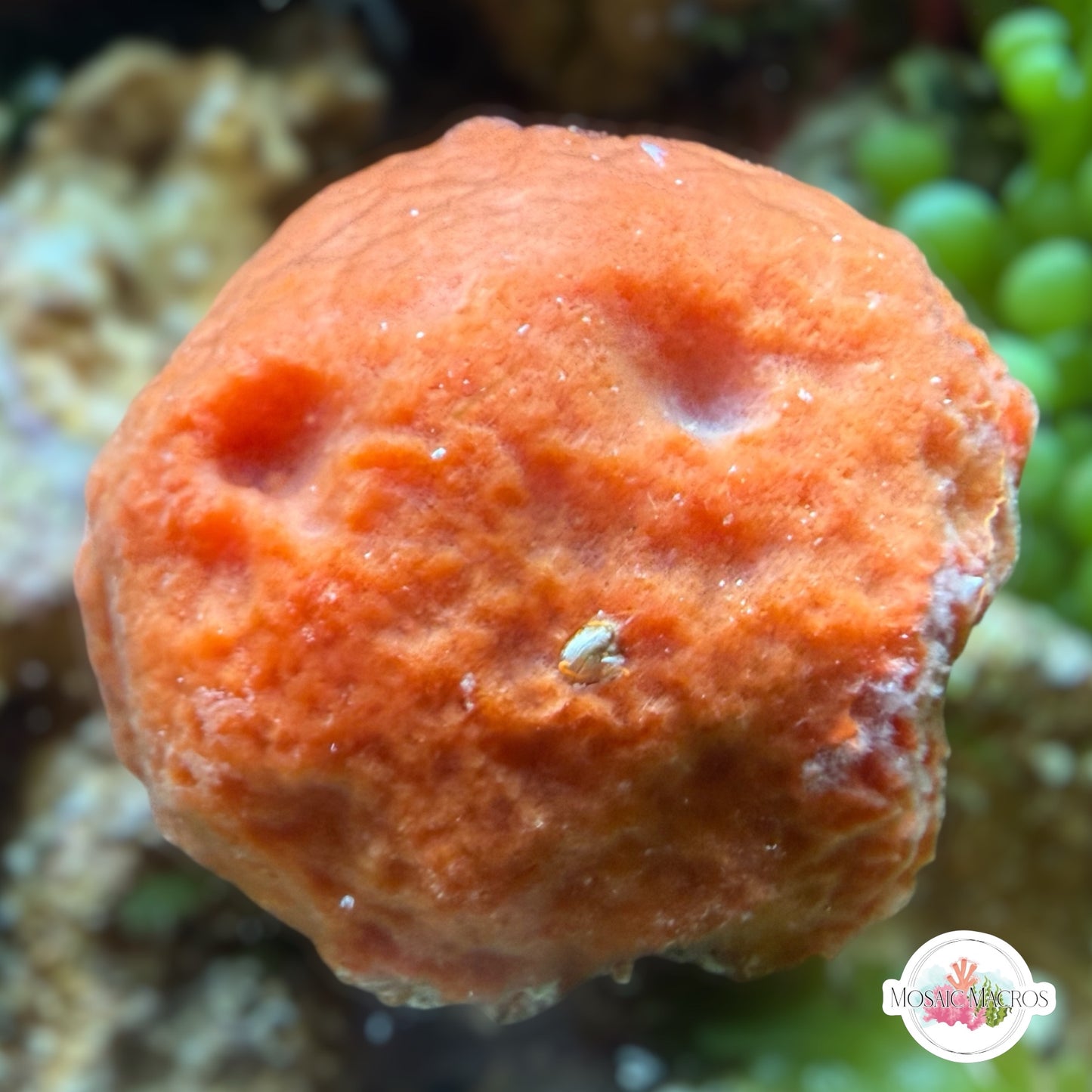 Orange Ball Sponge | Unknown sp.