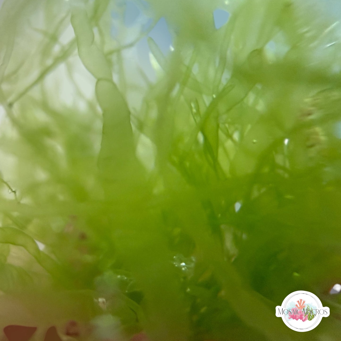 Gutweed Macroalgae | Ulva intestinalis