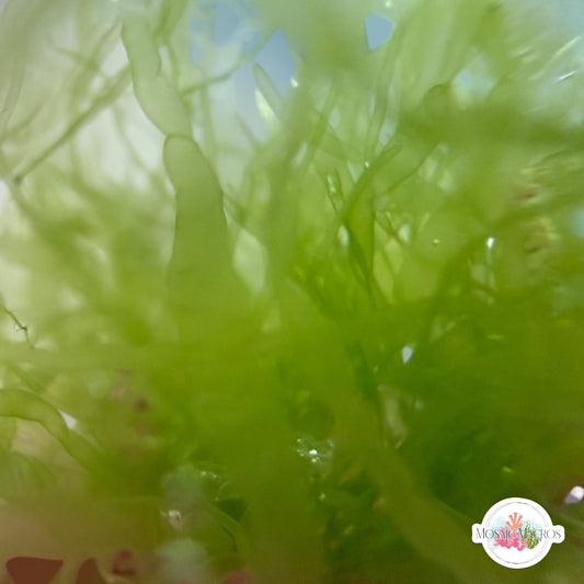 Gutweed Macroalgae | Ulva intestinalis