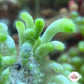 Ringed Finger Macroalgae | Neomeris annulata