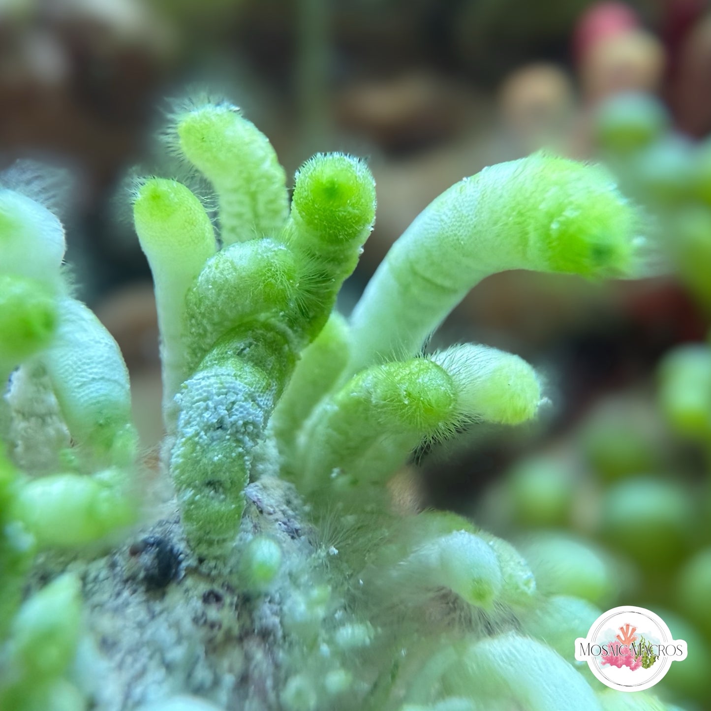Ringed Finger Macroalgae | Neomeris annulata