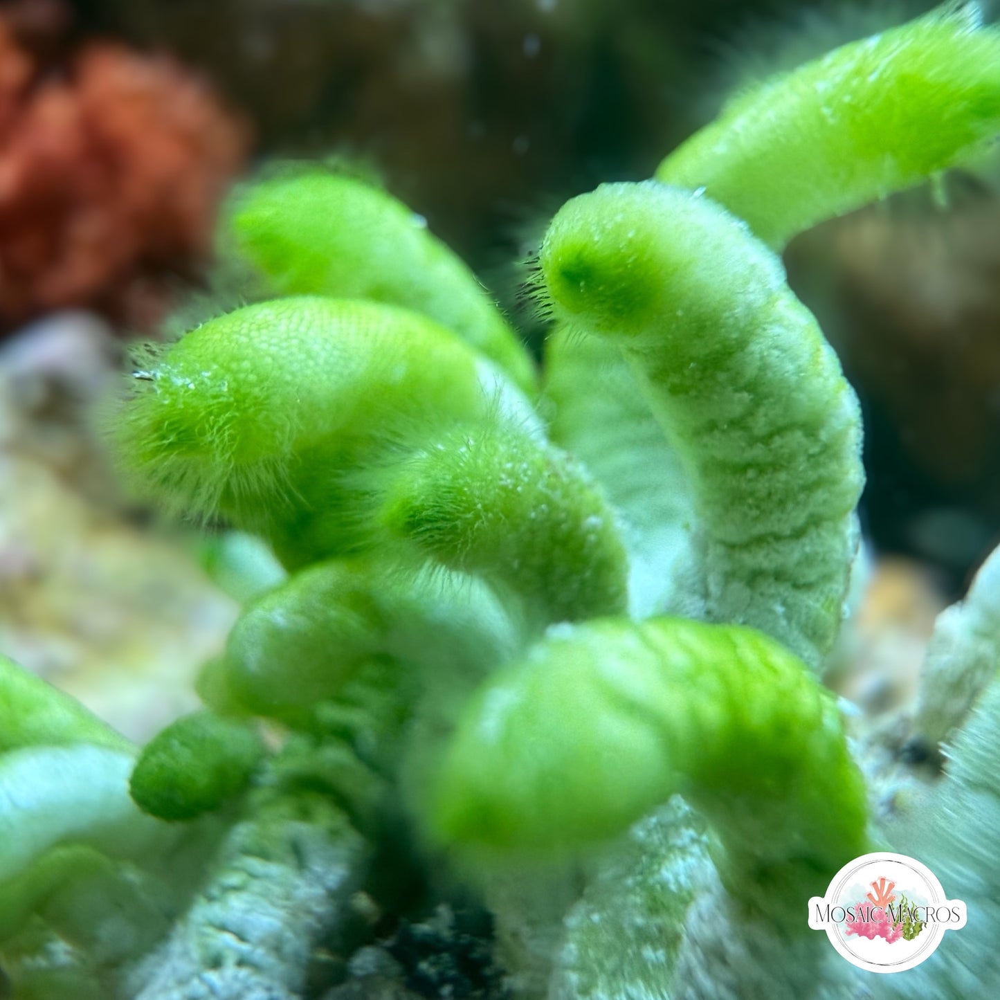 Ringed Finger Macroalgae | Neomeris annulata