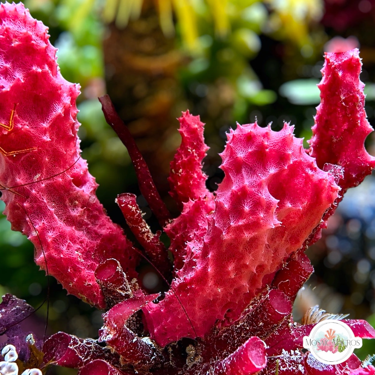 Etherial Pink Sponge | Dysidea sp.
