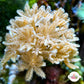 Pulsing Xenia | Xenia sp.