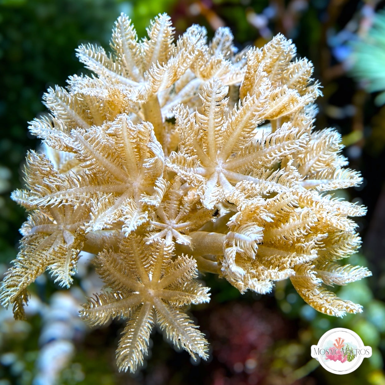 Pulsing Xenia | Xenia sp.