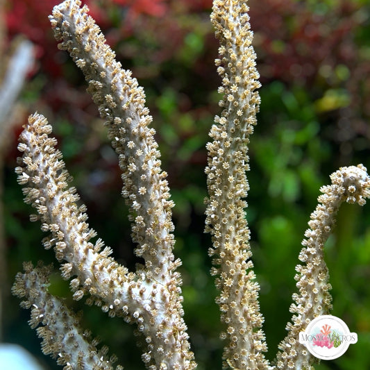 Doughnut Sea Rod Gorgonian | Eunicea fusca