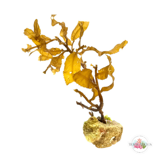 WYSWYG Sargassum