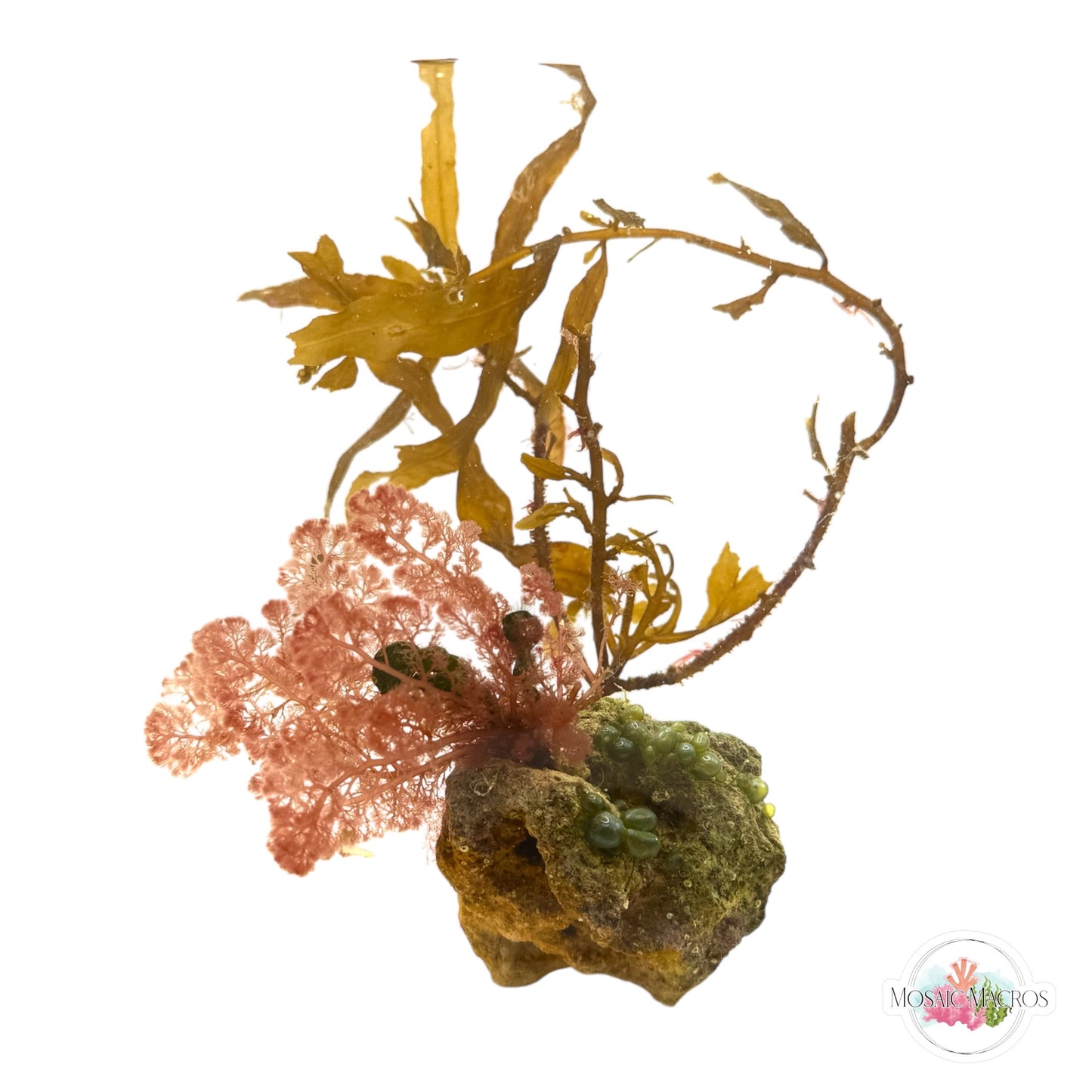 WYSWYG Sargassum & Flamingo Feather