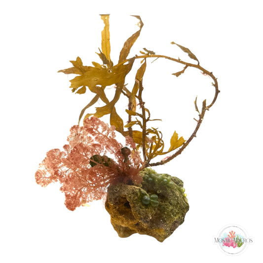 WYSWYG Sargassum & Flamingo Feather