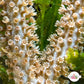 Doughnut Sea Rod Gorgonian | Eunicea fusca