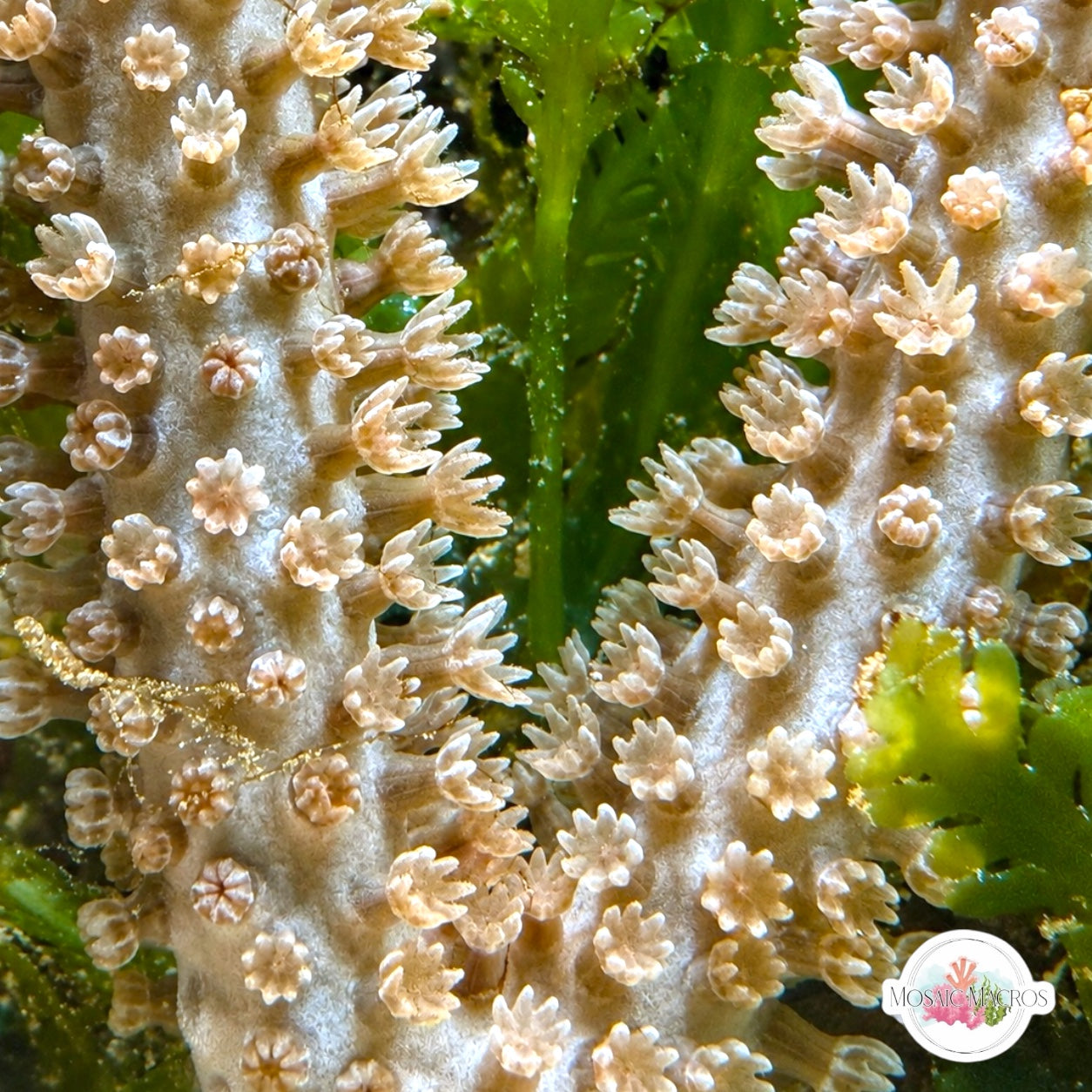 Doughnut Sea Rod Gorgonian | Eunicea fusca