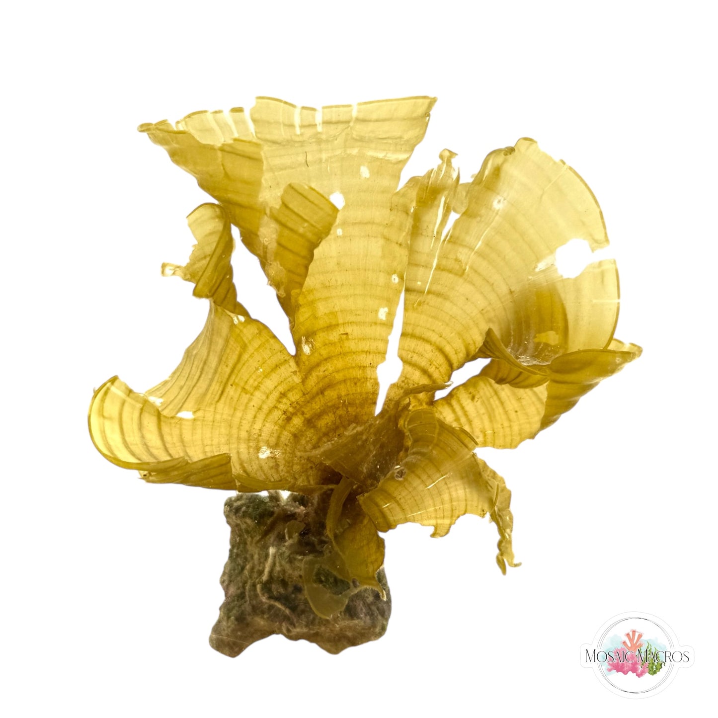 WYSWYG Golden Scroll