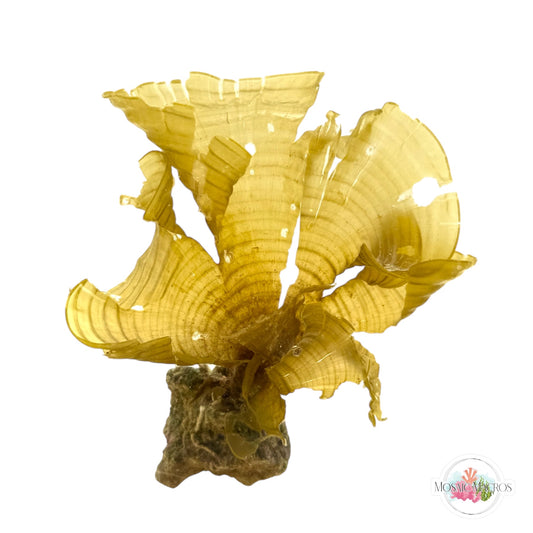 WYSWYG Golden Scroll