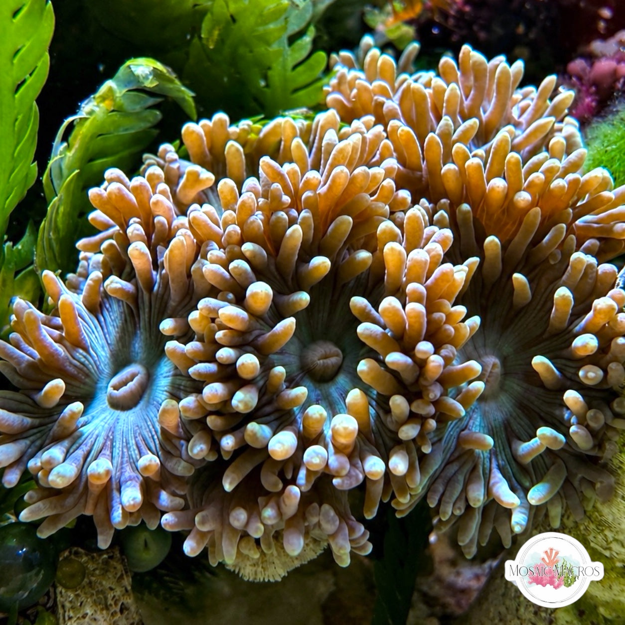 Duncan Polyp | Duncanopsammia sp.