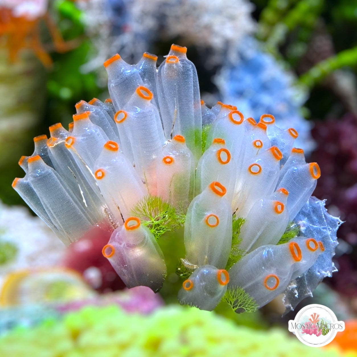 Orange Ghost Colonial Tunicate | Ecteinascidia turbinata