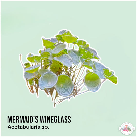 Mermaid’s Wine Glass Macroalgae | Acetabularia sp.